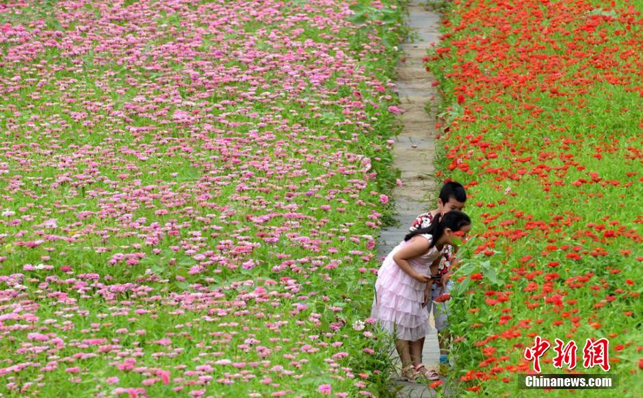 福州市民花海公園看到“花海”