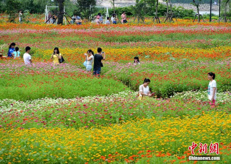 福州市民花海公園看到“花海”