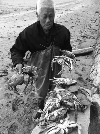 兩口蟹池萬余斤螃蟹一夜暴斃 事發福清三山鎮