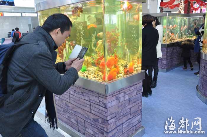 百條金魚“進駐”福州機場 成為一道獨特的風景