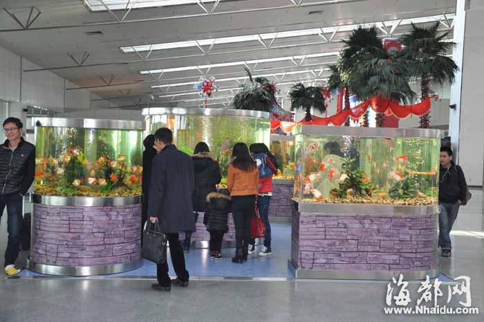 百條金魚“進駐”福州機場 成為一道獨特的風景