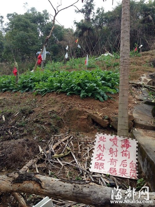 福州五鳳公園半山腰藏菜地 規模在不斷擴大