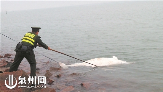 南安石井白海豚浮尸淺灘 警方懷疑人為捕撈殺害