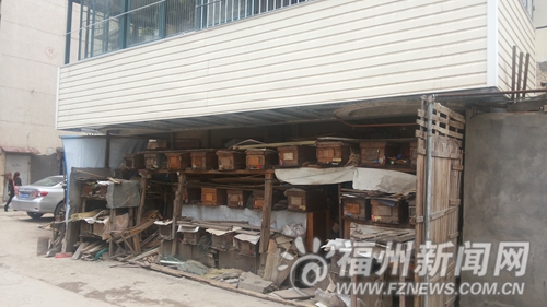 八旬在老人小區(qū)養(yǎng)蜂 女鄰居驅(qū)趕蜜蜂被蜇（圖）