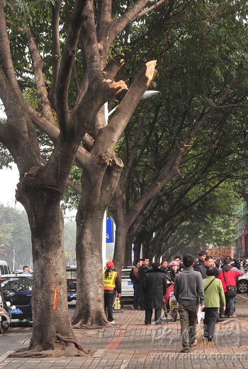 三棵大葉榕行道樹 遭福州瑞城花園小區(qū)物業(yè)斧砍