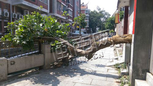 泉州新門街八卦溝大樹倒下 攔腰截路5天何時來挪走