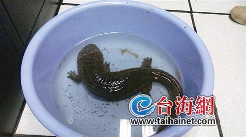 廈門一小區水池現國家二級保護動物娃娃魚 長約50厘米