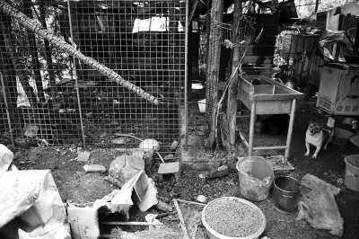 福州小動物保護中心失火受災 急需物資和志愿者幫忙