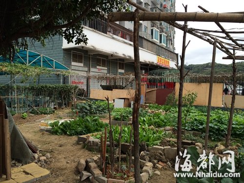 福州：阻止綠化帶種菜保安被潑糞 居民拒絕道歉