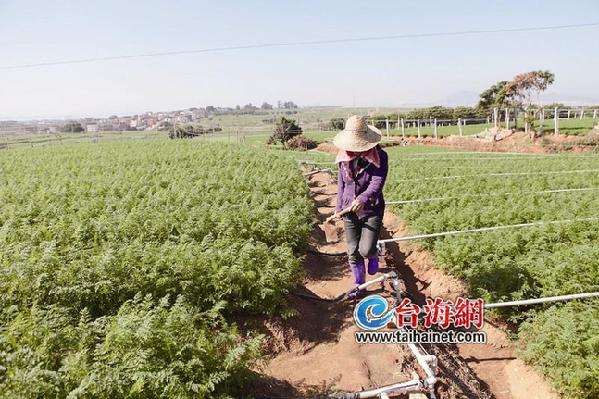 廈門出臺(tái)扶持新型農(nóng)業(yè)措施 大學(xué)生當(dāng)