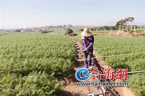 大學畢業生在廈當“農民” 每年將獲10萬元獎勵