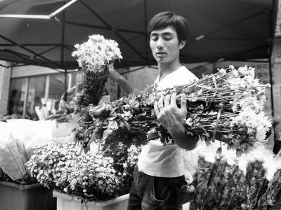 菊花銷售迎來高峰 清明節當天菊花價格或翻番