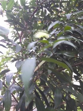 泉州石獅蓮埭一果樹既能結芒果又能長蓮霧