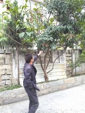 泉州石獅蓮埭一果樹既能結芒果又能長蓮霧