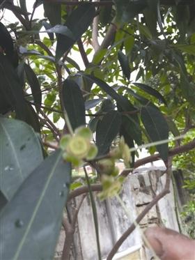 泉州石獅蓮埭一果樹既能結芒果又能長蓮霧