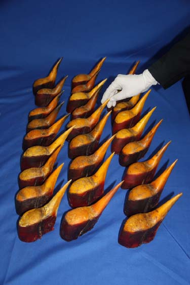 廣州海關首次在進境郵件中截獲走私盔犀鳥頭盔骨