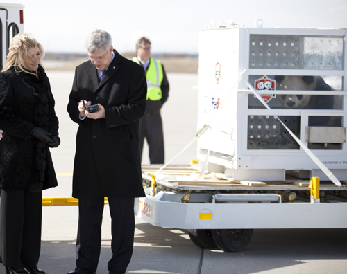 “聯邦熊貓快遞號”已安全抵達加拿大多倫多，“大毛”和“二順”已送至加拿大動物園