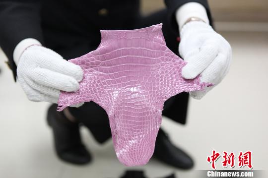 深圳羅湖海關一次截獲瀕危動物鱷魚皮料641塊