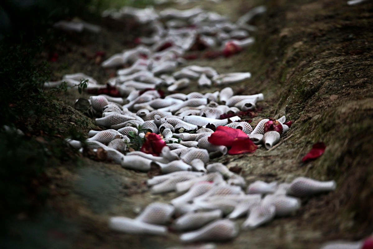 廣東玫瑰花遭遇暖冬價格暴跌