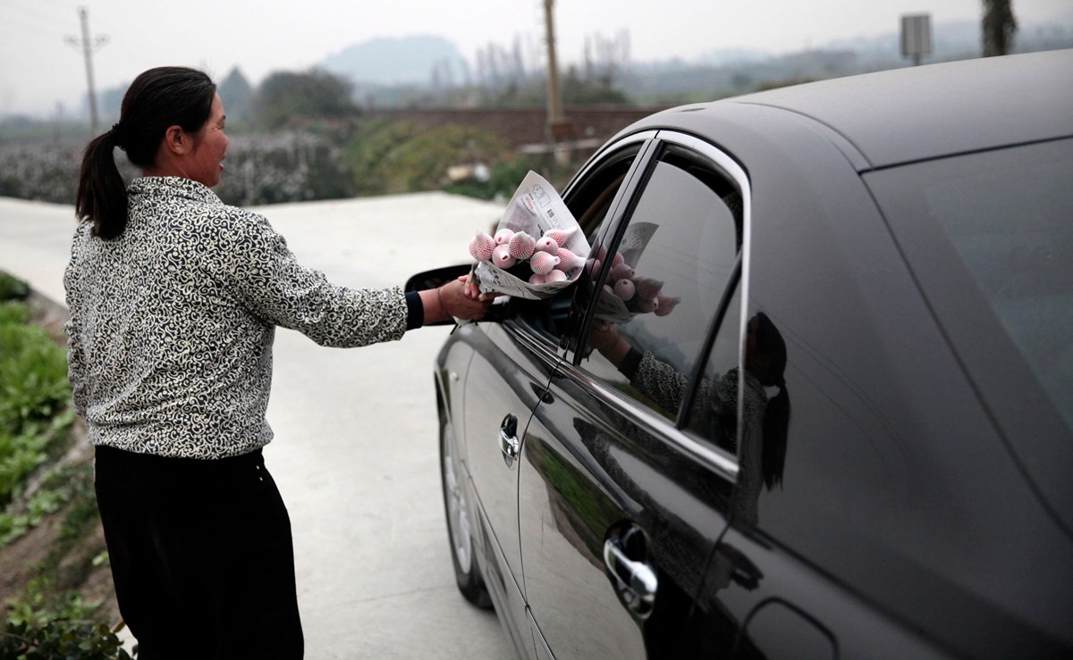 廣東玫瑰花遭遇暖冬價(jià)格暴跌