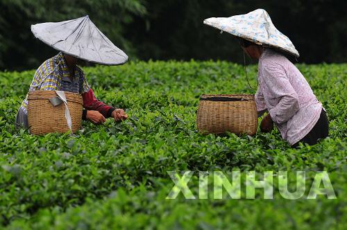 高高山上采夏茶