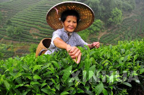 高高山上采夏茶