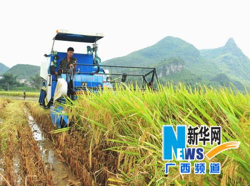 “韋森特”過后 廣西農民“雙搶”忙