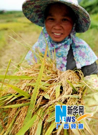 “韋森特”過后 廣西農民“雙搶”忙