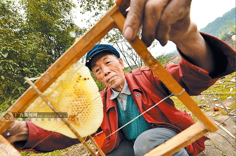 五十一載“蜂情”“野蜂王”的半世“蜂情”