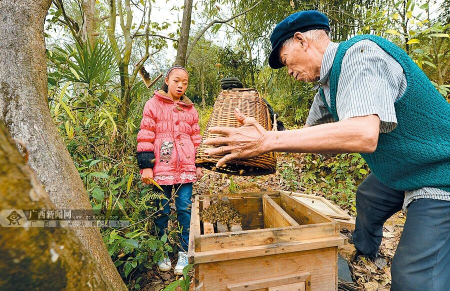 五十一載“蜂情”“野蜂王”的半世“蜂情”