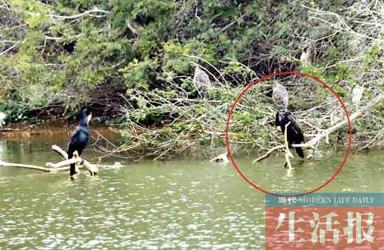 見證“愛情鳥”破鏡重圓 記者用了整整3個月
