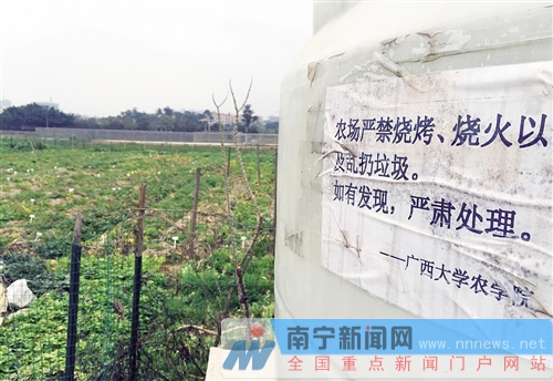 廣西大學實驗基地變燒烤場 一塊地里紅薯窯超30個