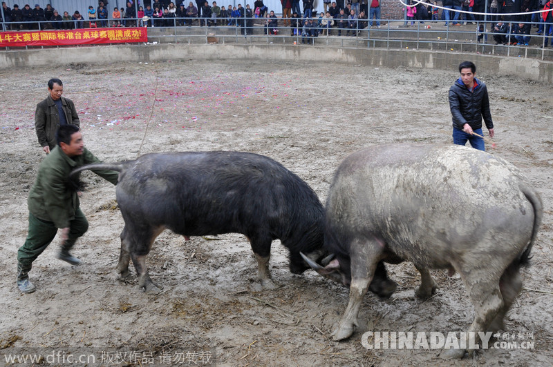 廣西三江：侗寨斗牛迎新春