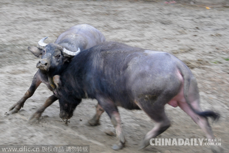 廣西三江：侗寨斗牛迎新春