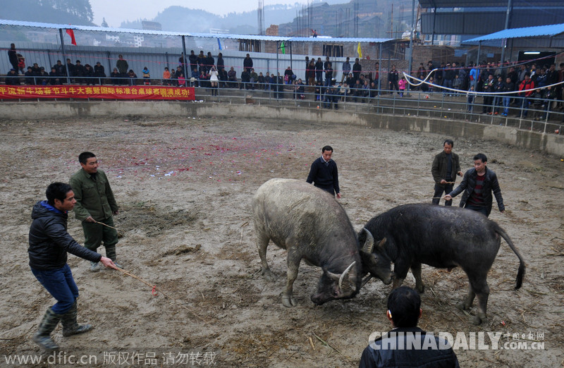 廣西三江:侗寨斗牛迎新春