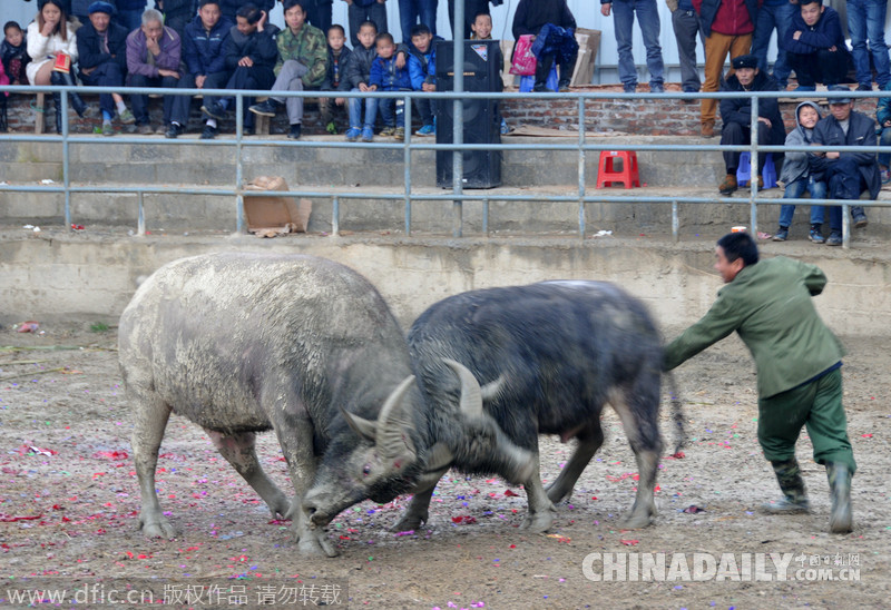 廣西三江：侗寨斗牛迎新春