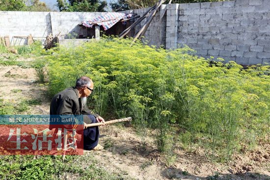 老人雙腿殘疾利用板凳