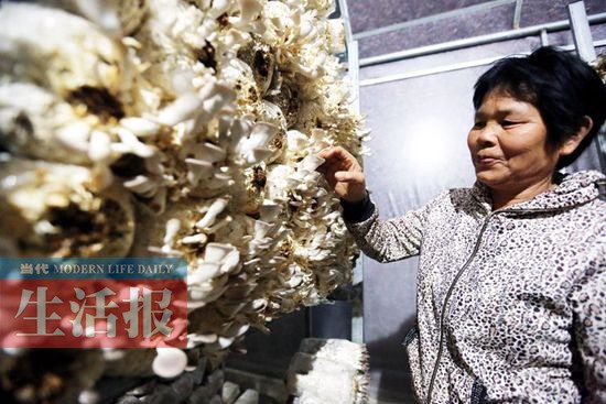 女子種植食用菌年產值75萬元 設計