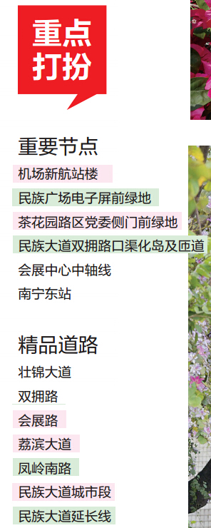 南寧將種植鮮花五百萬株 覆蓋重要區域和精品道路