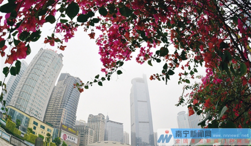 南寧將種植鮮花五百萬株 覆蓋重要區域和精品道路