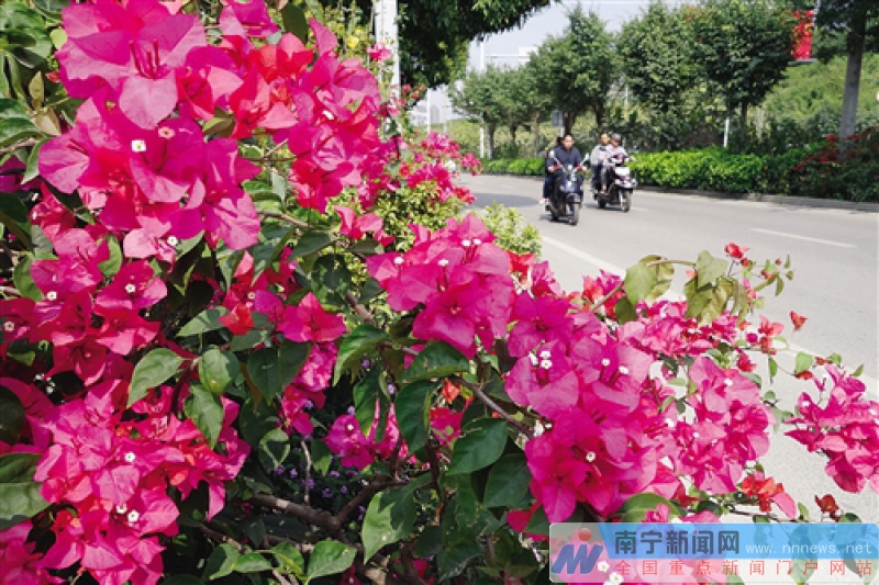 南寧將種植鮮花五百萬株 覆蓋重要區域和精品道路