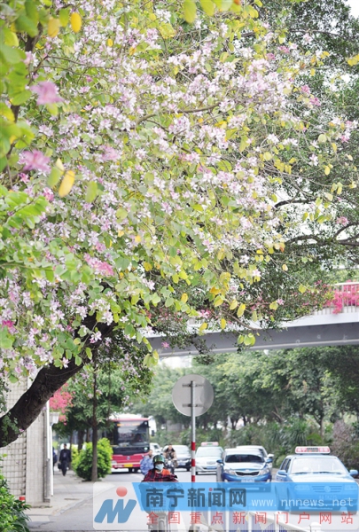 南寧將種植鮮花五百萬株 覆蓋重要區域和精品道路