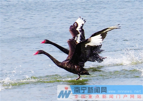 南寧金沙湖景區正式開門迎客 觀天鵝摘草莓等你來