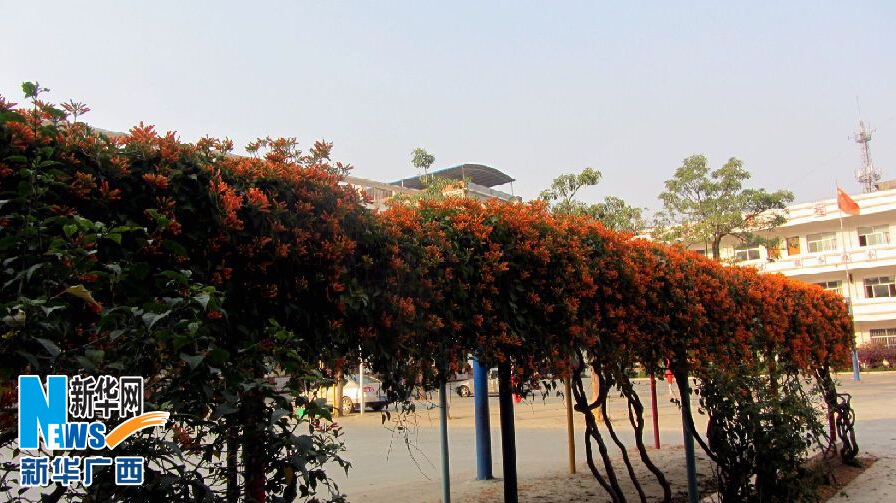 西林：炮仗花開迎新春