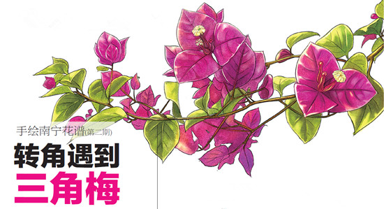 樹木認捐認養遭到冷遇 為南寧添綠需要您出一份力