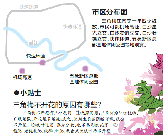 樹木認捐認養遭到冷遇 為南寧添綠需要您出一份力