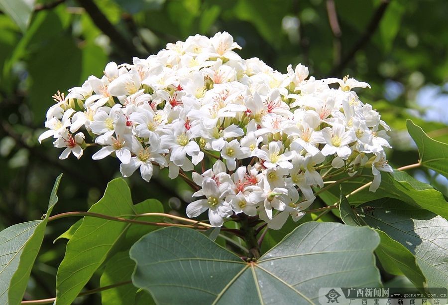 廣西隆林：梧桐花開掛滿枝