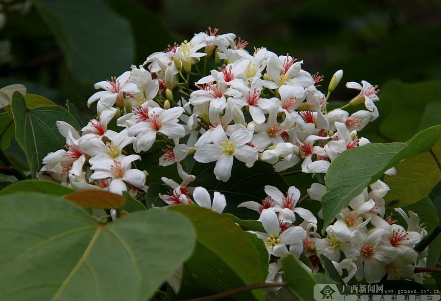 廣西隆林：梧桐花開掛滿枝