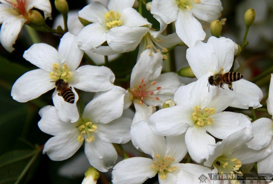 廣西隆林：梧桐花開掛滿枝