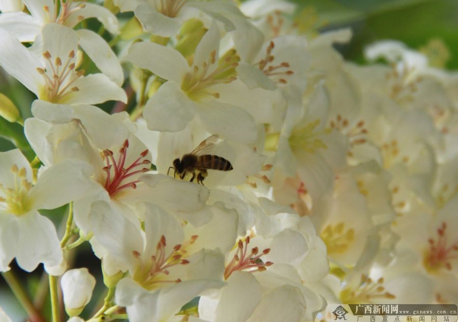 廣西隆林：梧桐花開掛滿枝